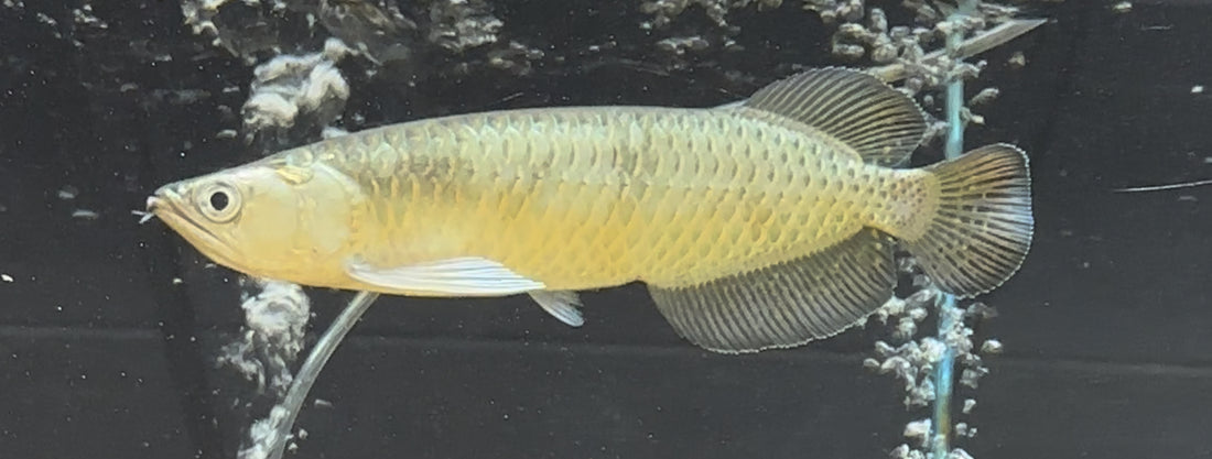 Jardini Arowana (8”)