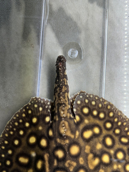 Hybrid Motoro Stingray (Male 9-10”) *Missing Tail*