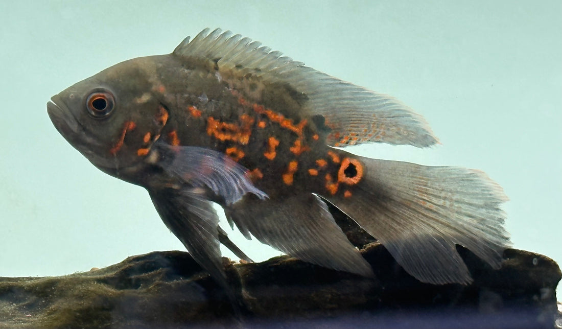 Longfin Tiger Oscar (4-4.5”)