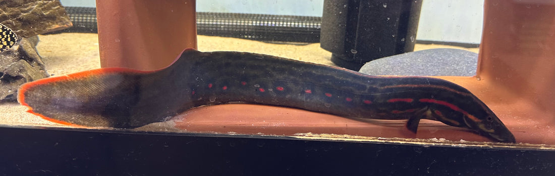 Fire Eel (17-18”)
