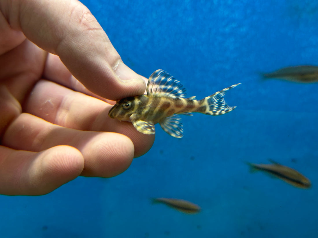 L333 King Tiger Pleco (1.75-2”)