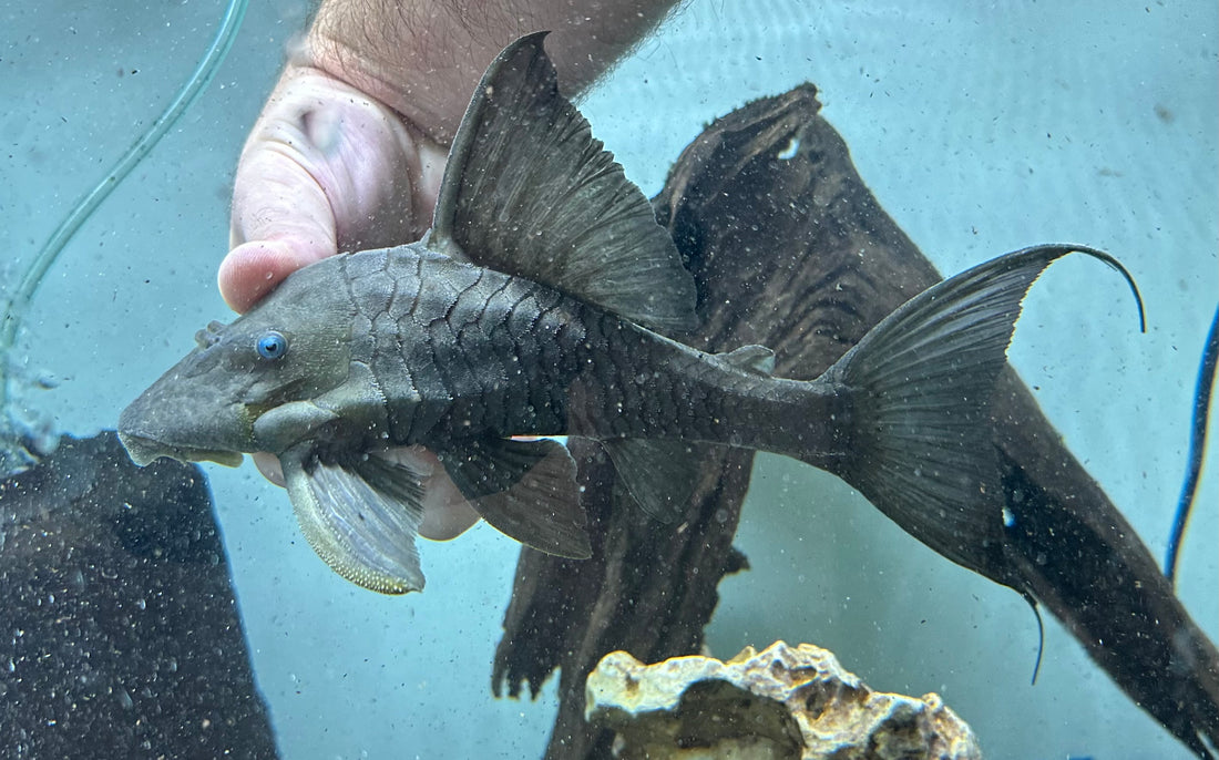 Blue Eye Panaque Pleco (8”)