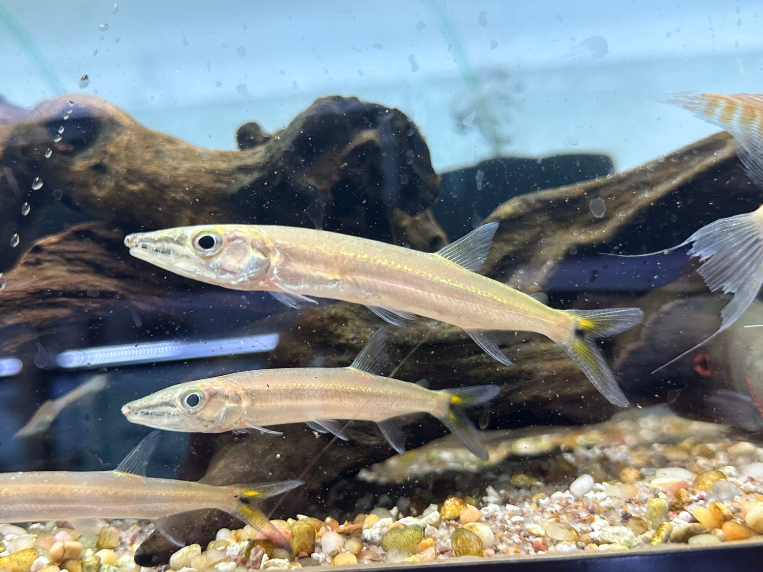 Yellow Fin Barracuda (3.5-4”)