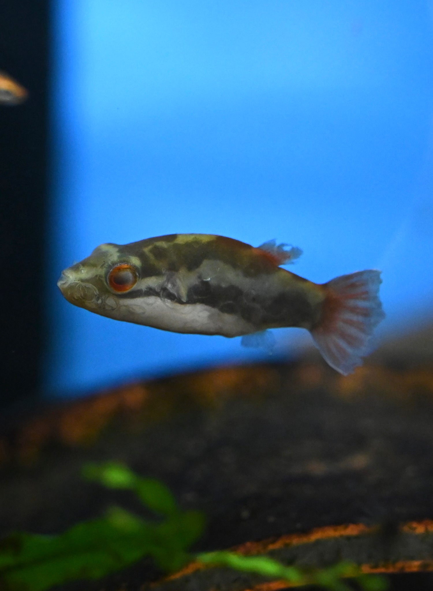 Red Eye Pufferfish (1.5”)