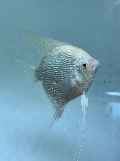Albino Pearlscale Angel Breeding Pair (4.5-5”)