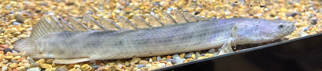 LARGE WC Ansorgii Polypterus (11-12”)