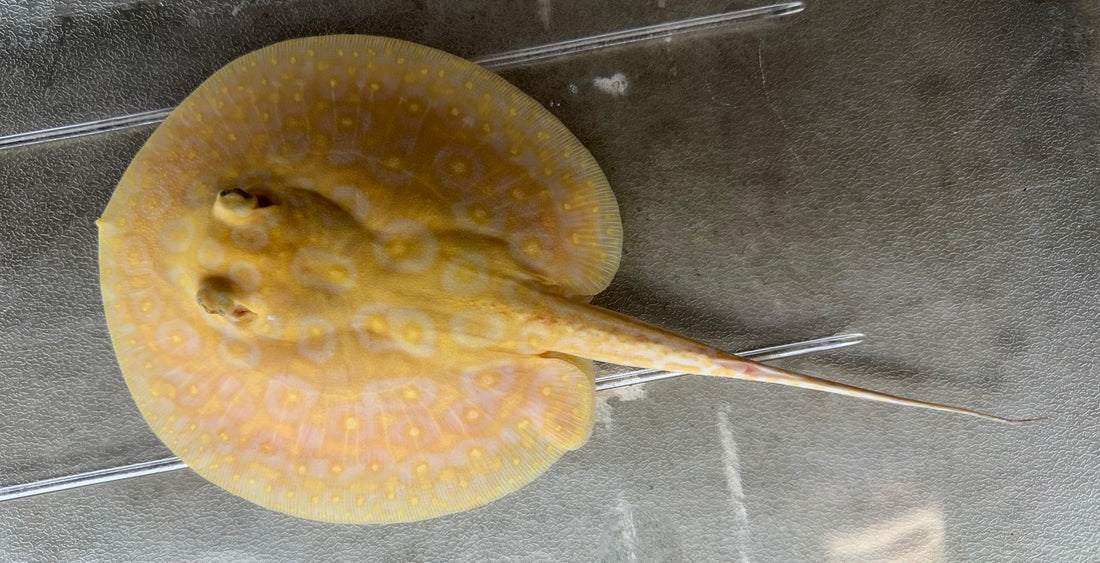 Albino Pearl Stingray (Male 6”)