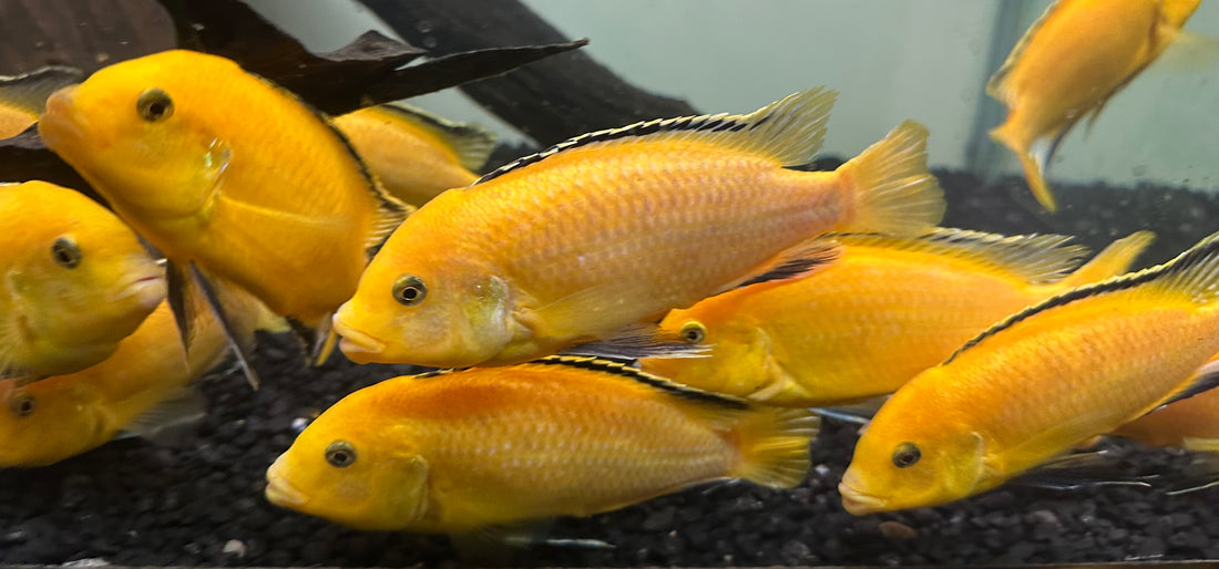 XL Yellow Lab Cichlid (5”+)