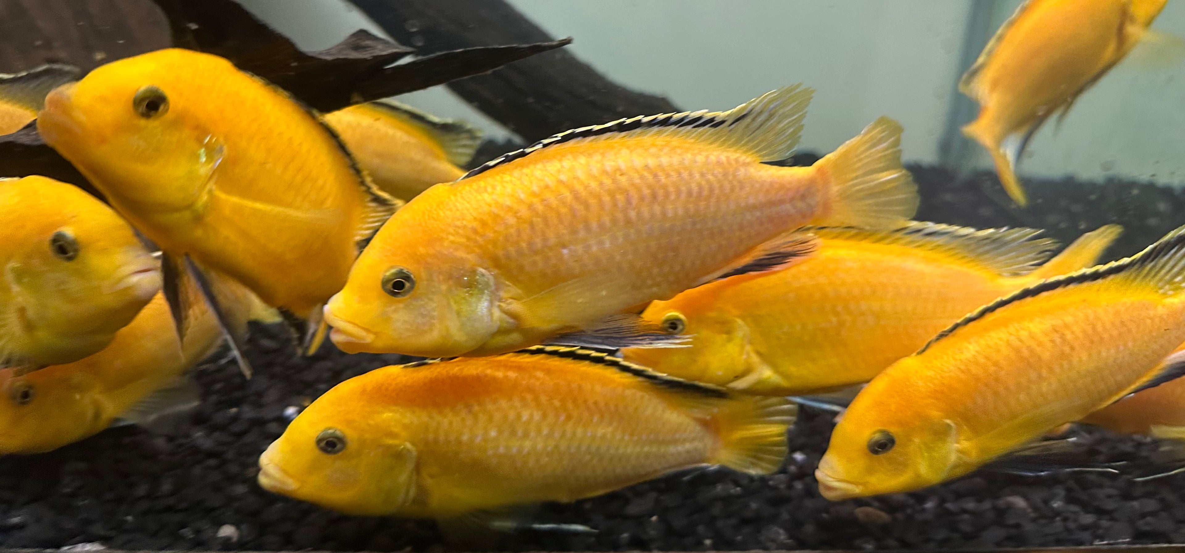 XL Yellow Lab Cichlid (5”+)