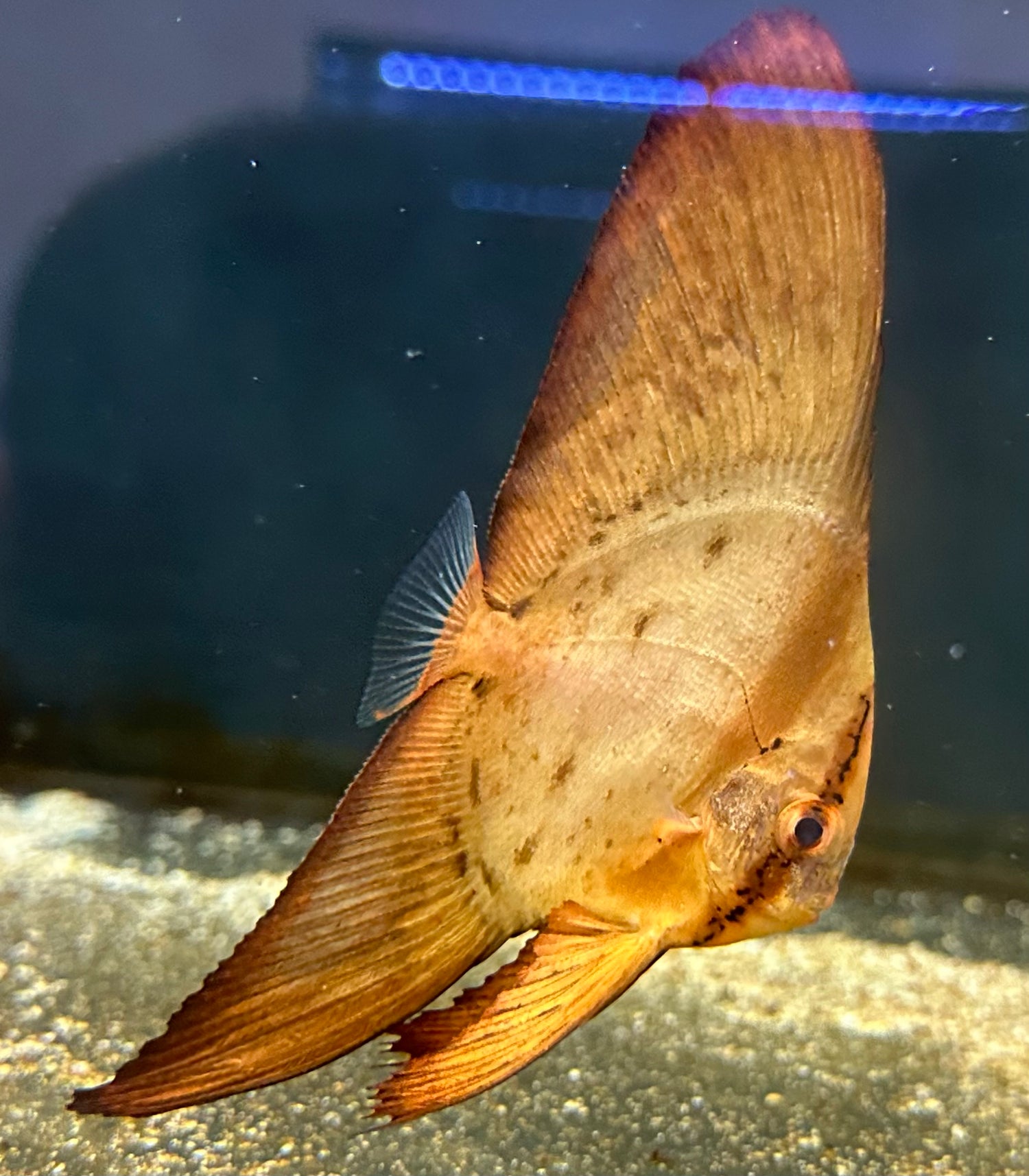 Orbit Batfish (4-4.5”)