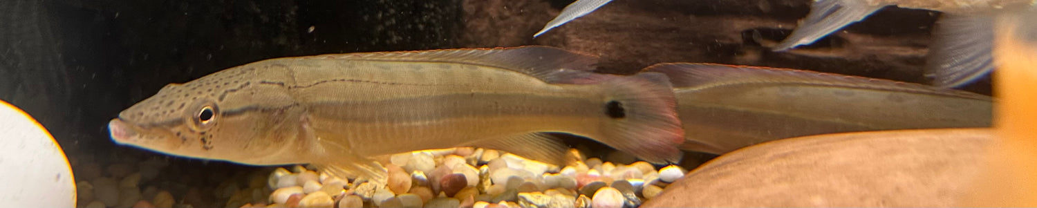 Red Atabapo Pike Cichlid (6”)