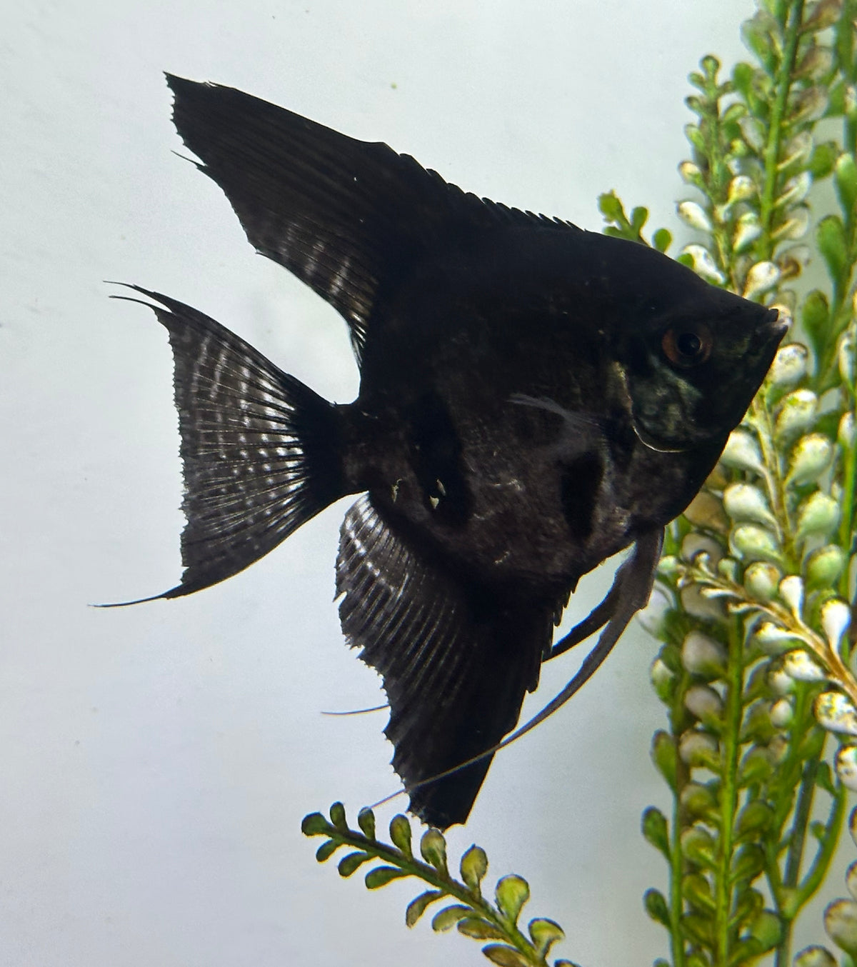 Large Black Angel (4”)