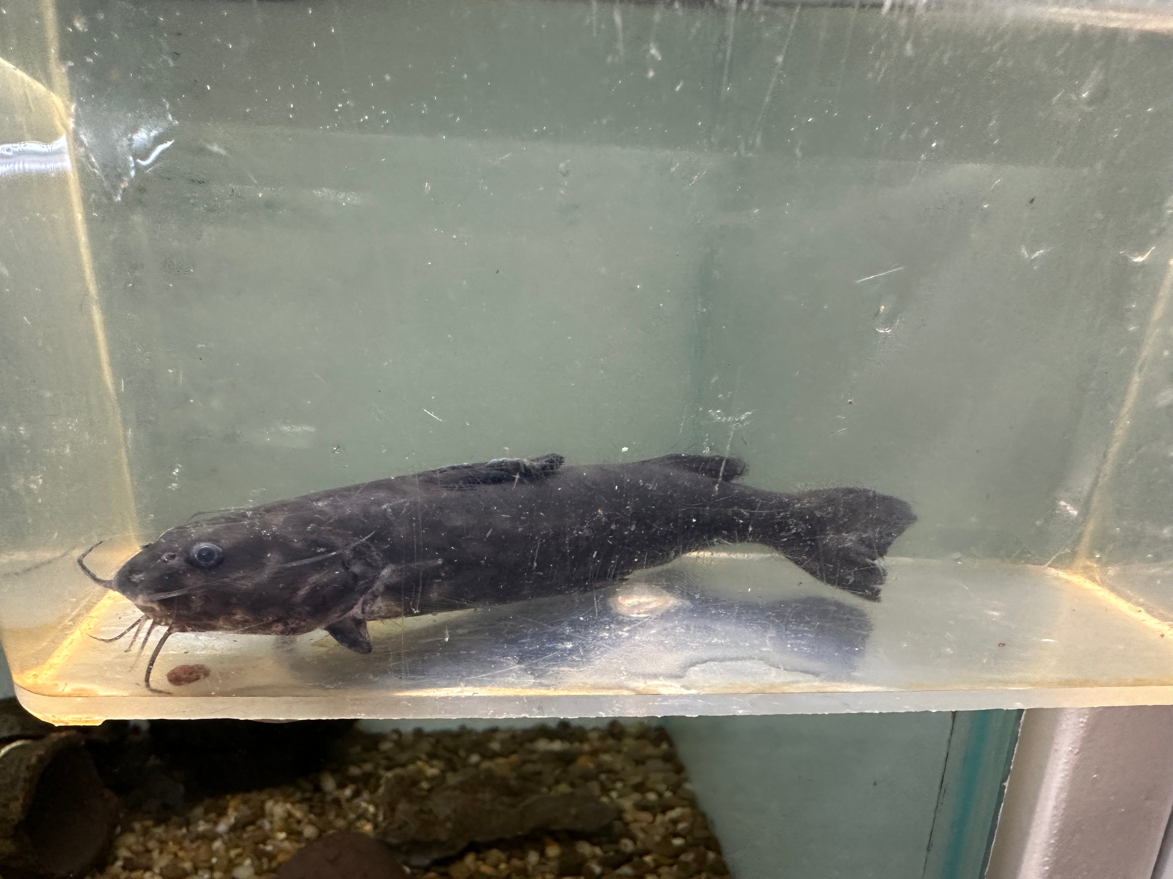 Wertheimeria maculata Catfish (5-5.5”)