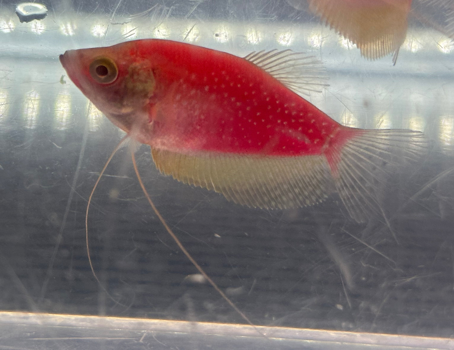 Pink Glow Pearl Gourami (2.25-2.5”)