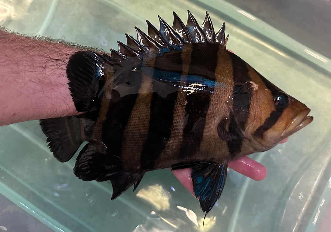 XL Highbody Sumatra Datnoid (10-11”)