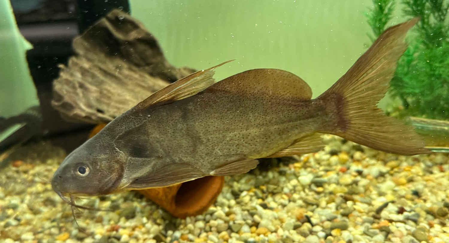 XL Notatus Synodontis Catfish (8”)