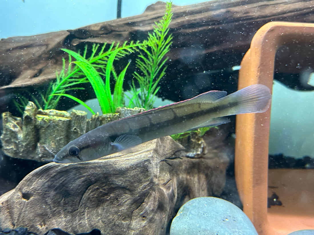 Red Atabapo Pike (5”)