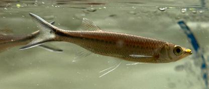 Apollo Shark (3.5-4”)