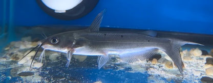 Blue Channel Catfish (3-4”)