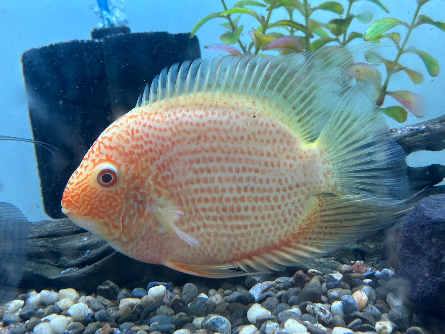 Red Severum (5-5.5”)