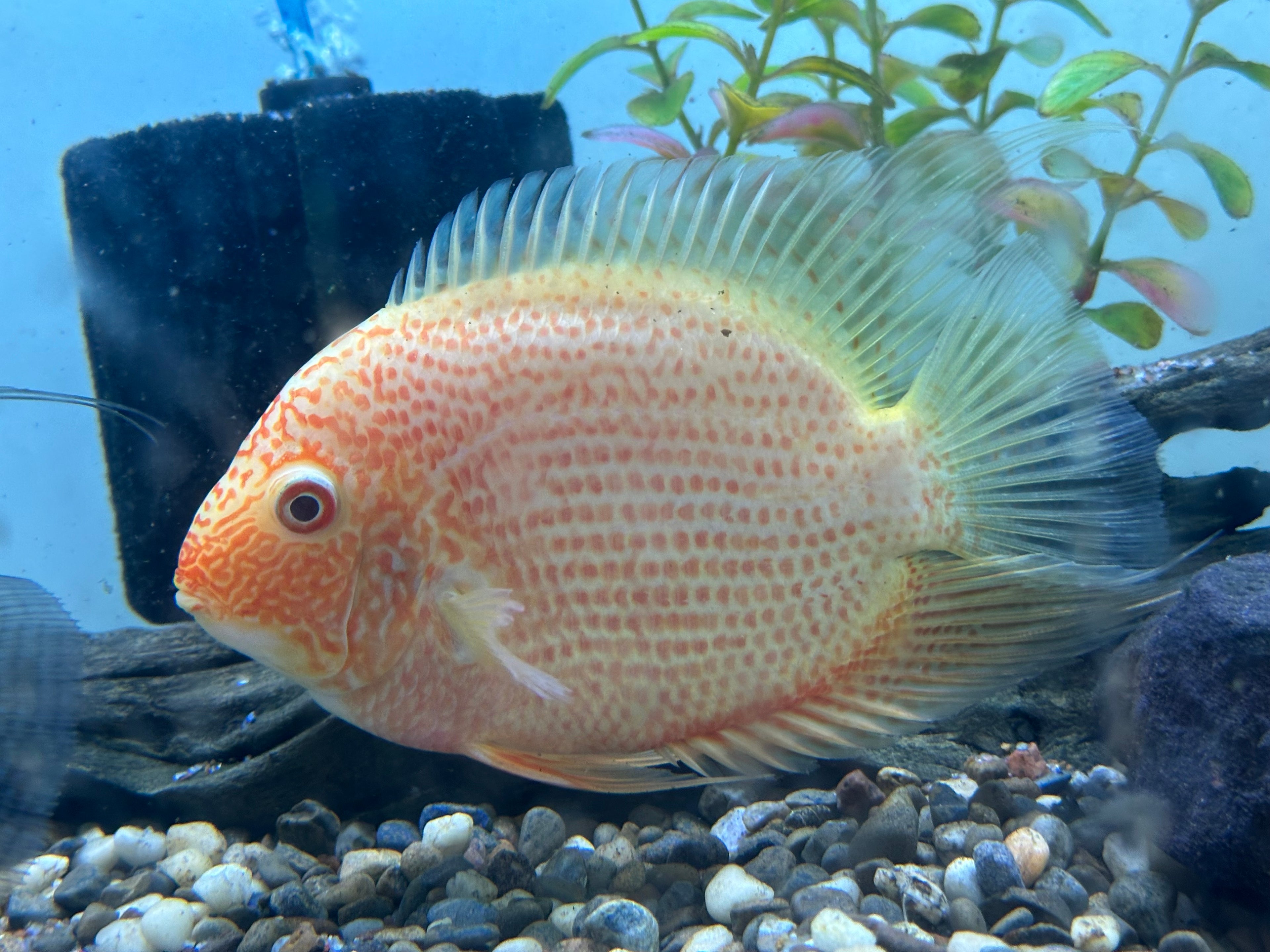 Red Severum (5-5.5”)