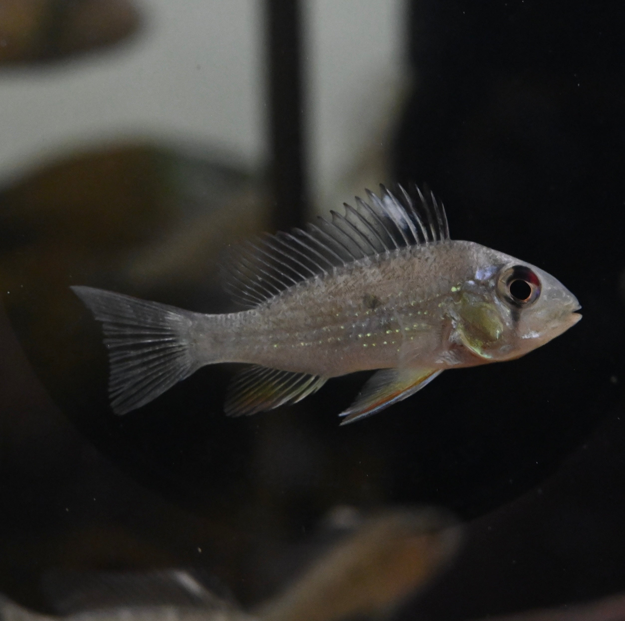 Heckelii Geophagus (2”)