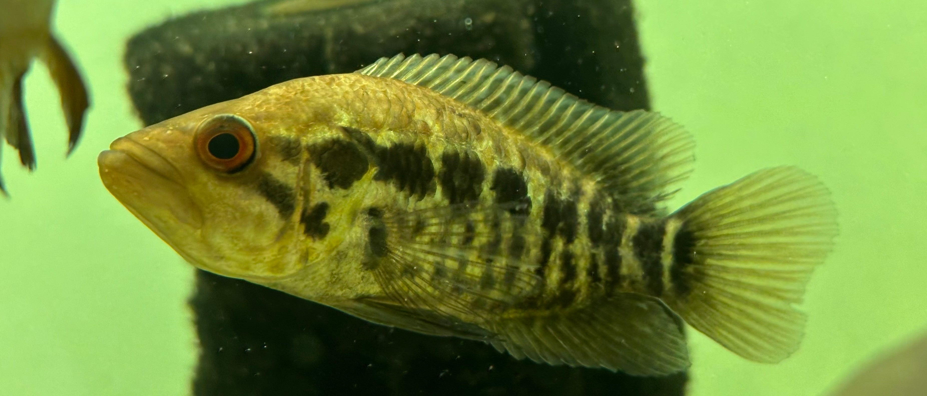 Jaguar Cichlid (4”+)