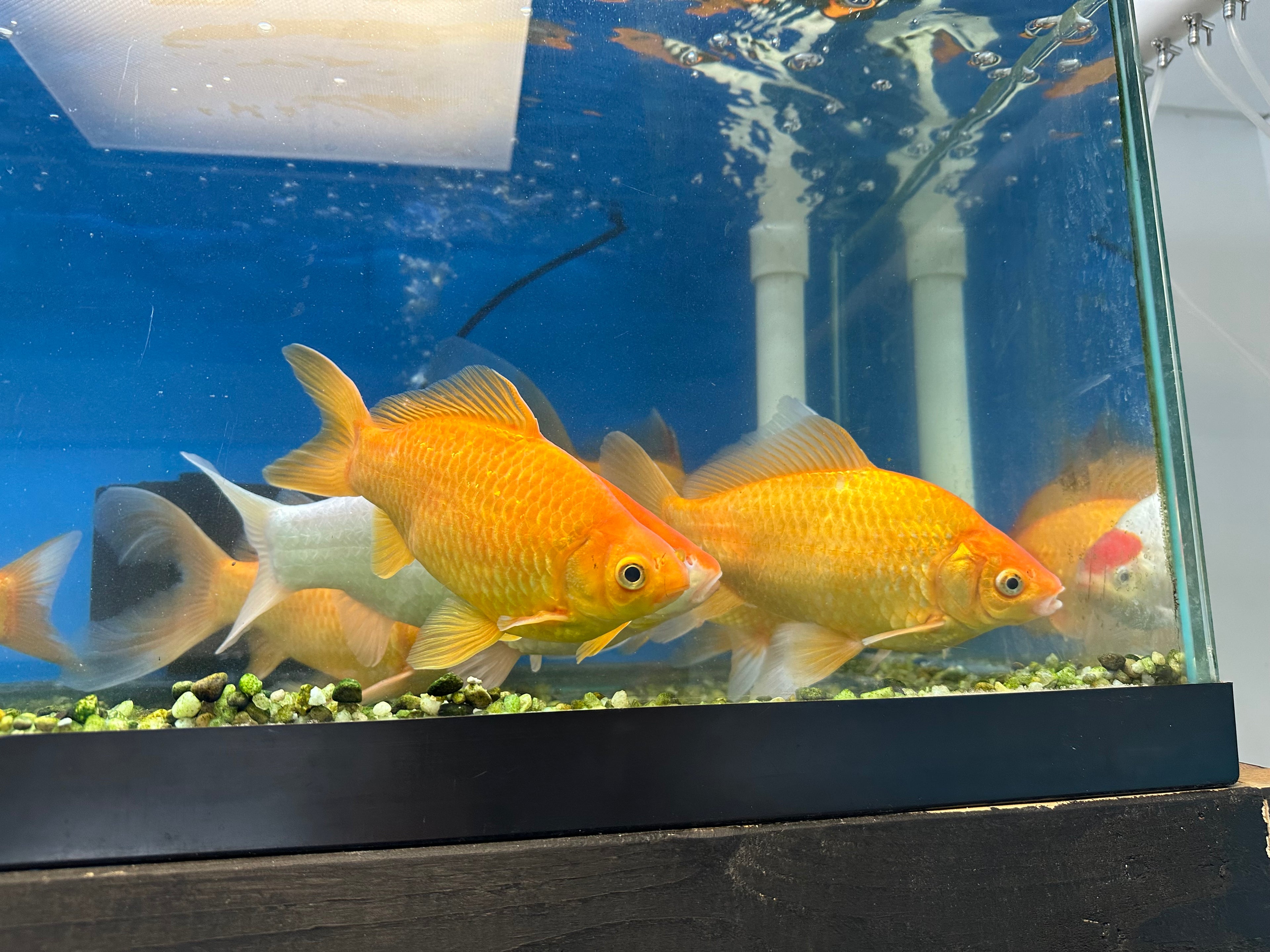 LARGE Comet Goldfish (6”+)