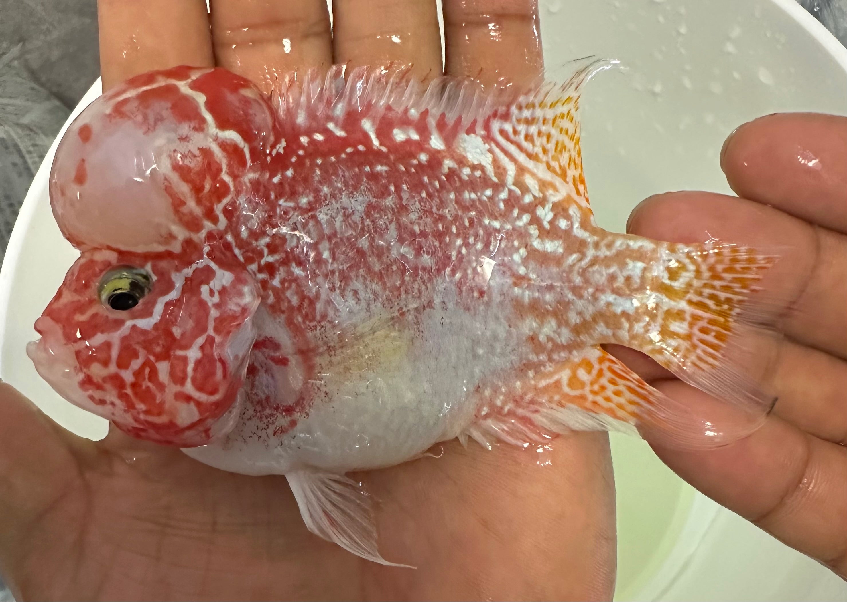 Goldenbase Flowerhorn (5”)