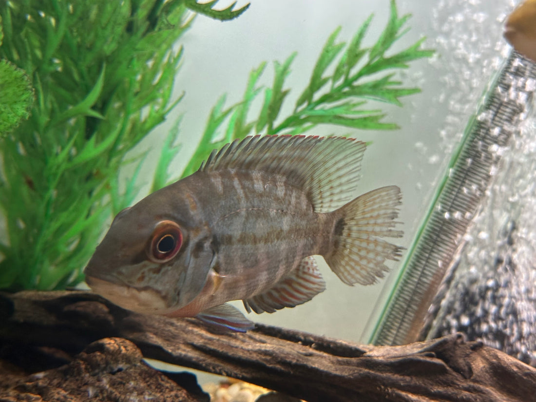 True Parrot Cichlid (5-5.5”)