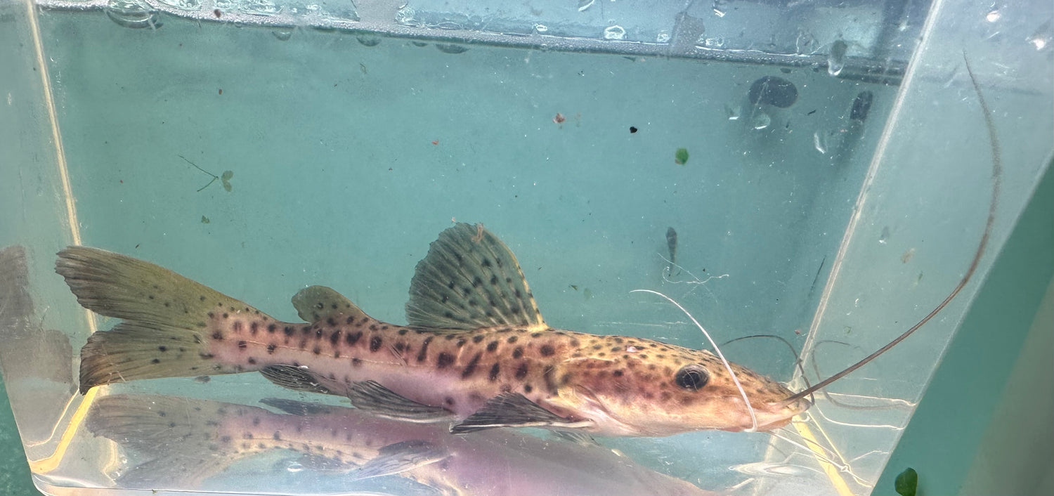 Tiger Shovelnose Hybrid Catfish (6”+)