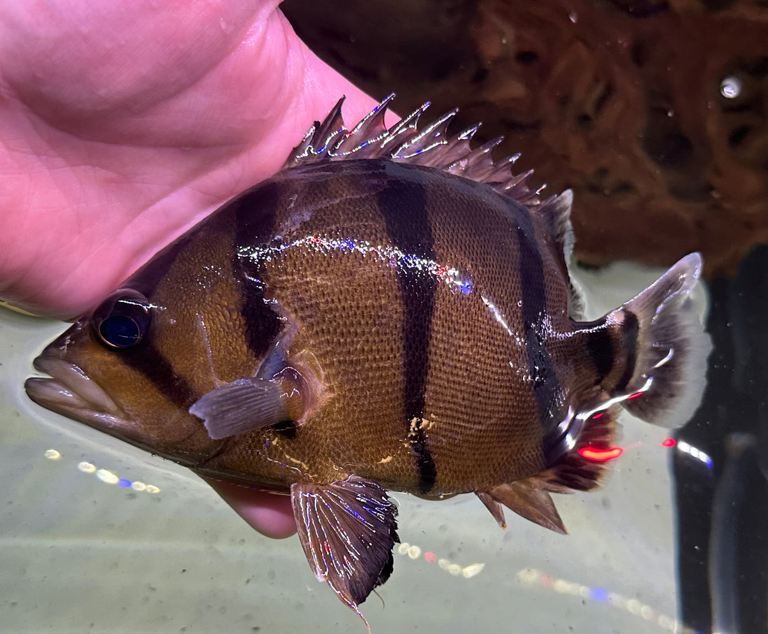 Shortbody Thinbar Datnoid (5.5-6”) 1x Pineye*