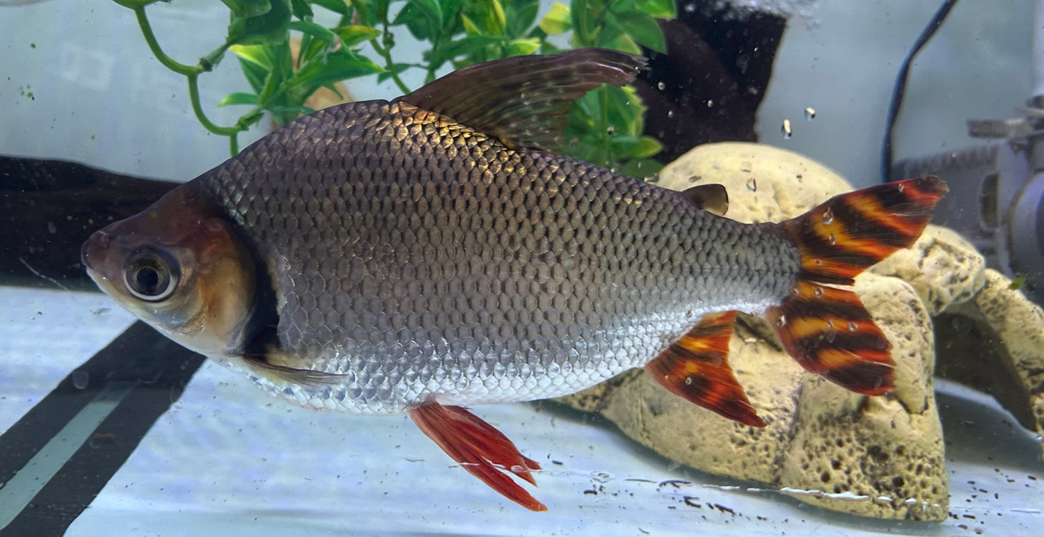 XL Flagtail Prochilodus (10”+)
