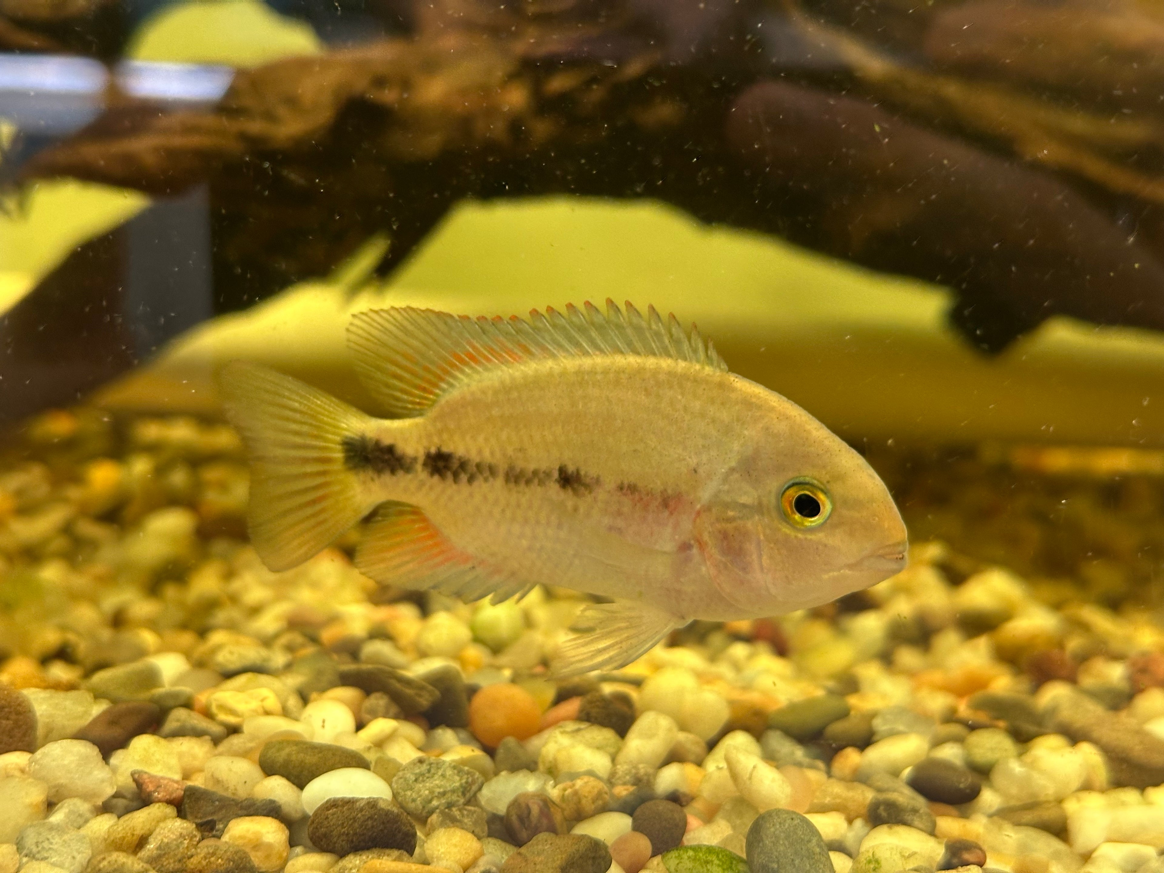 Breidohri Vieja Cichlid (3”+)