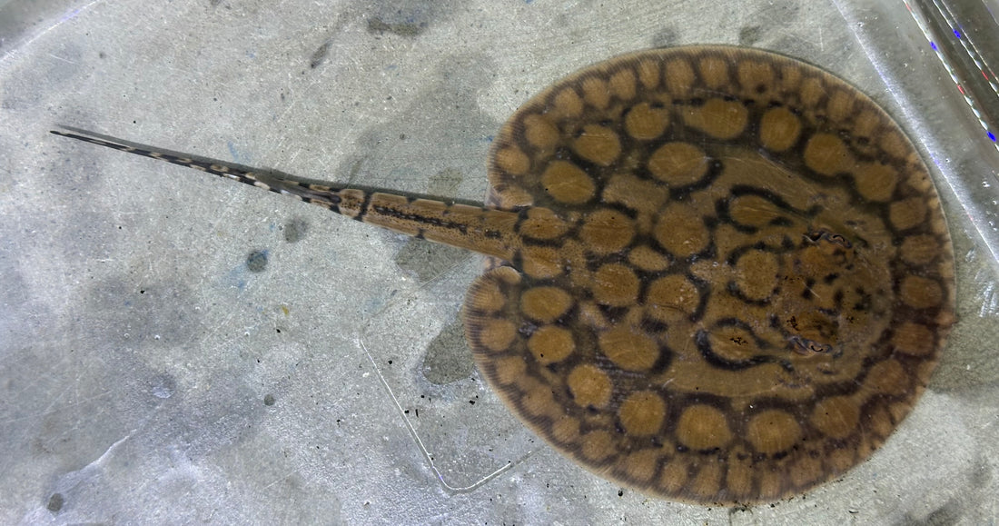 Motoro Hybrid Stingray (Female 5”)