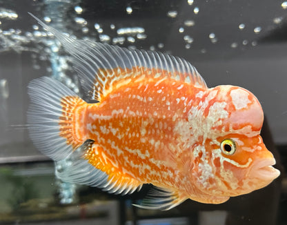 Large Goldenbase Kamfa Flowerhorn (6.5”)