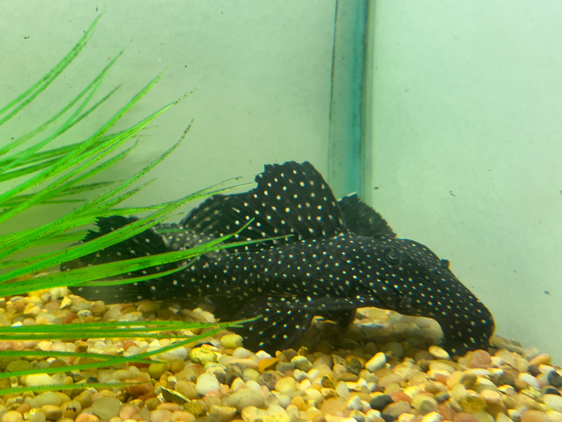 L240 Vampire Pleco (5-6”)