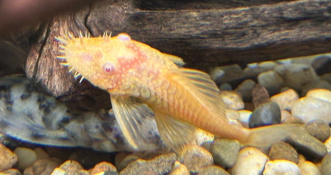 Pleco albino de nariz arbustiva (2”)