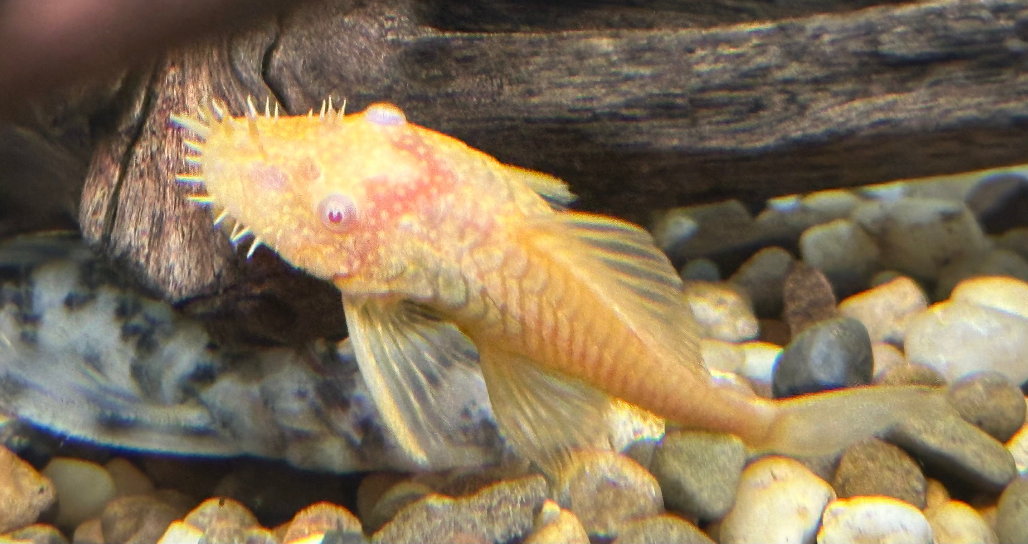 Albino Bushynose Pleco (1.5-2”)