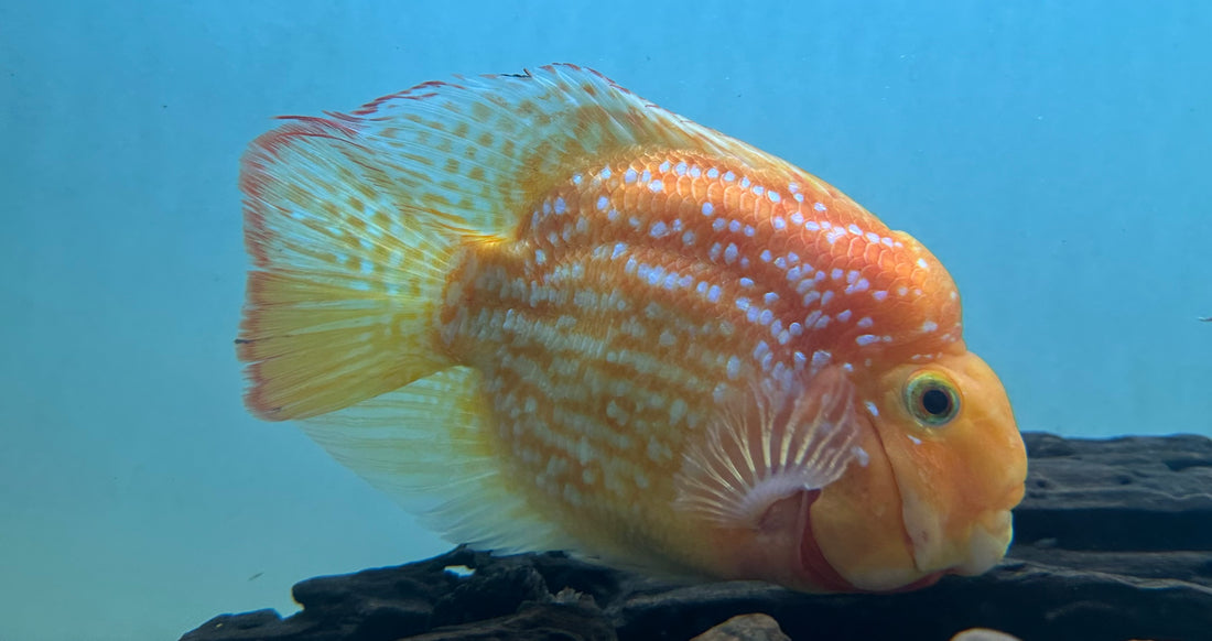 XL Crystal Parrot (7-8”)