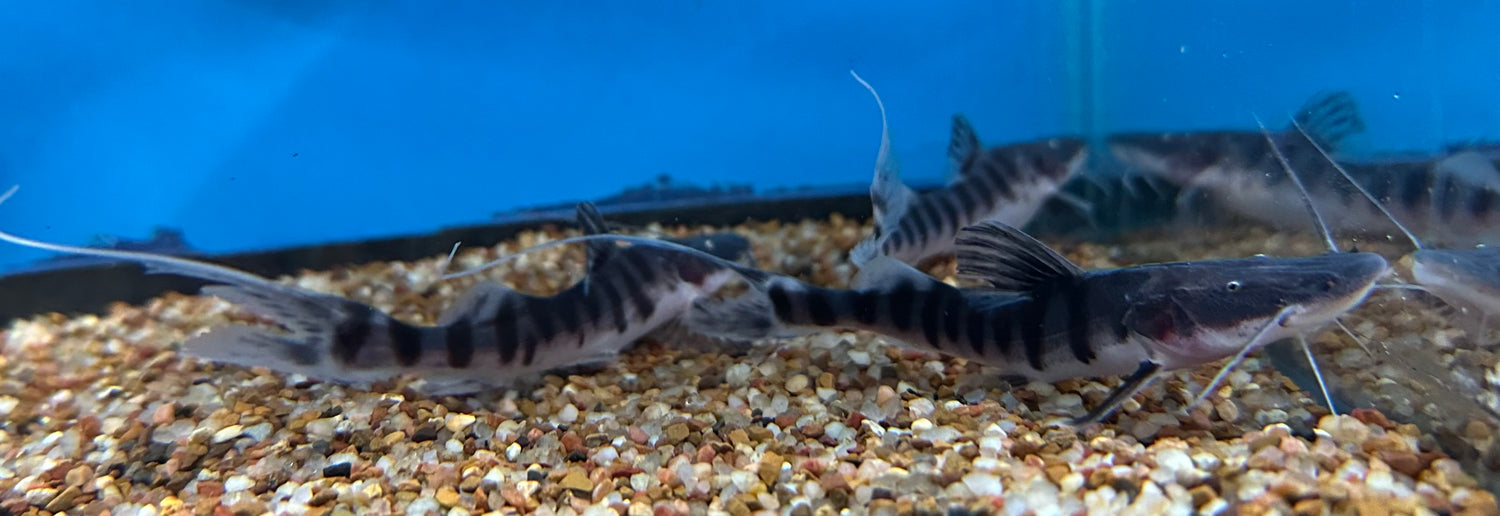 Tigrinus Catfish (3”)