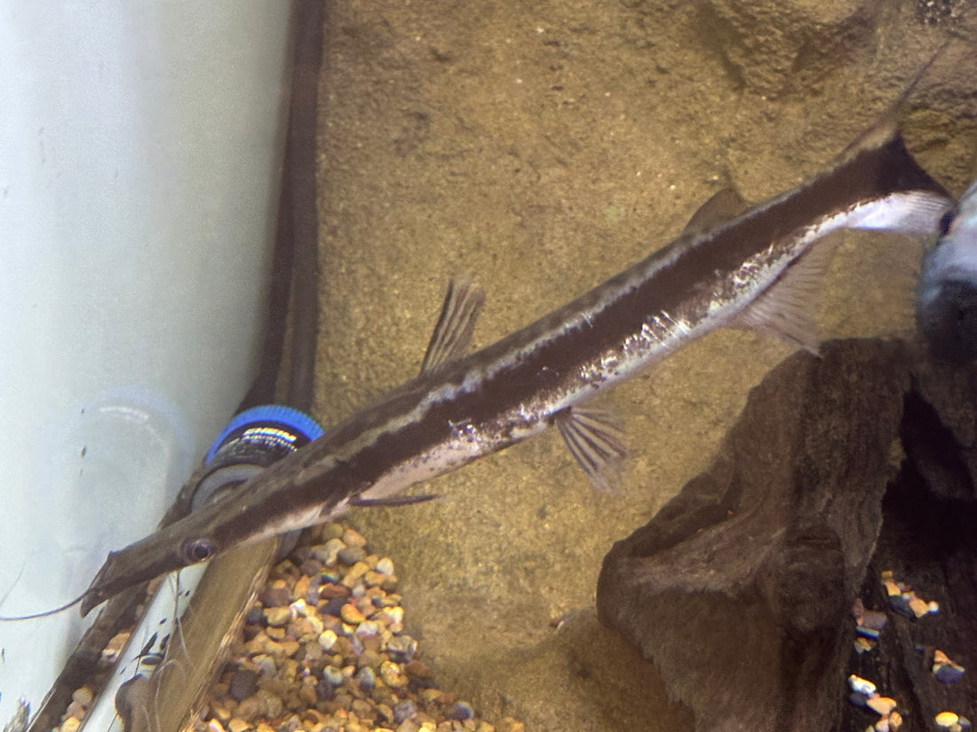 XL Lima Shovelnose Catfish (8-9”) Bent Nose*