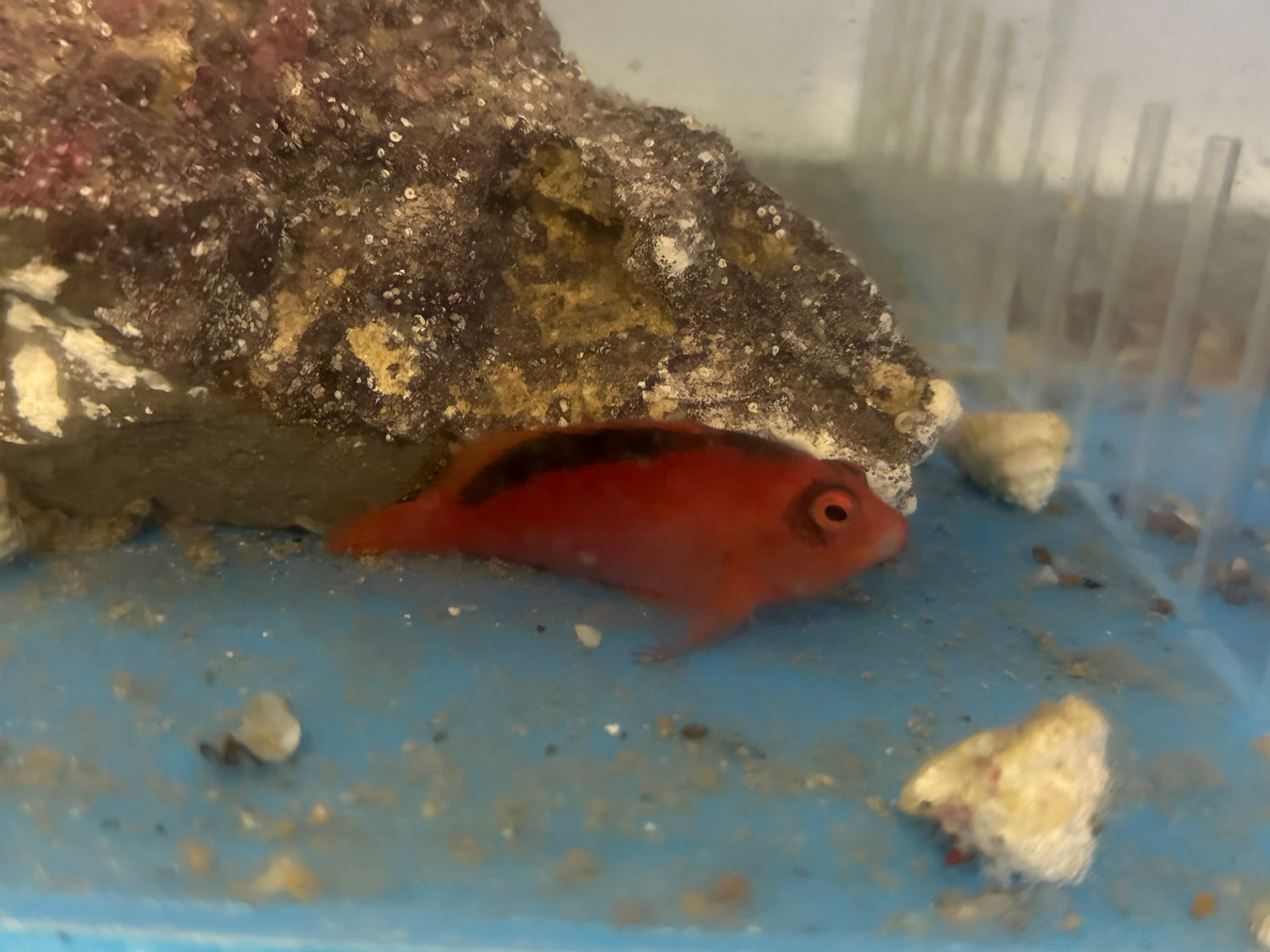 Flame Hawk Fish (2”)