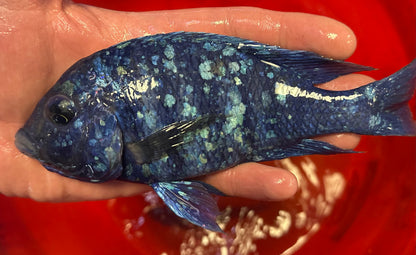 XL Star Sapphire Cichlid (6-7”)