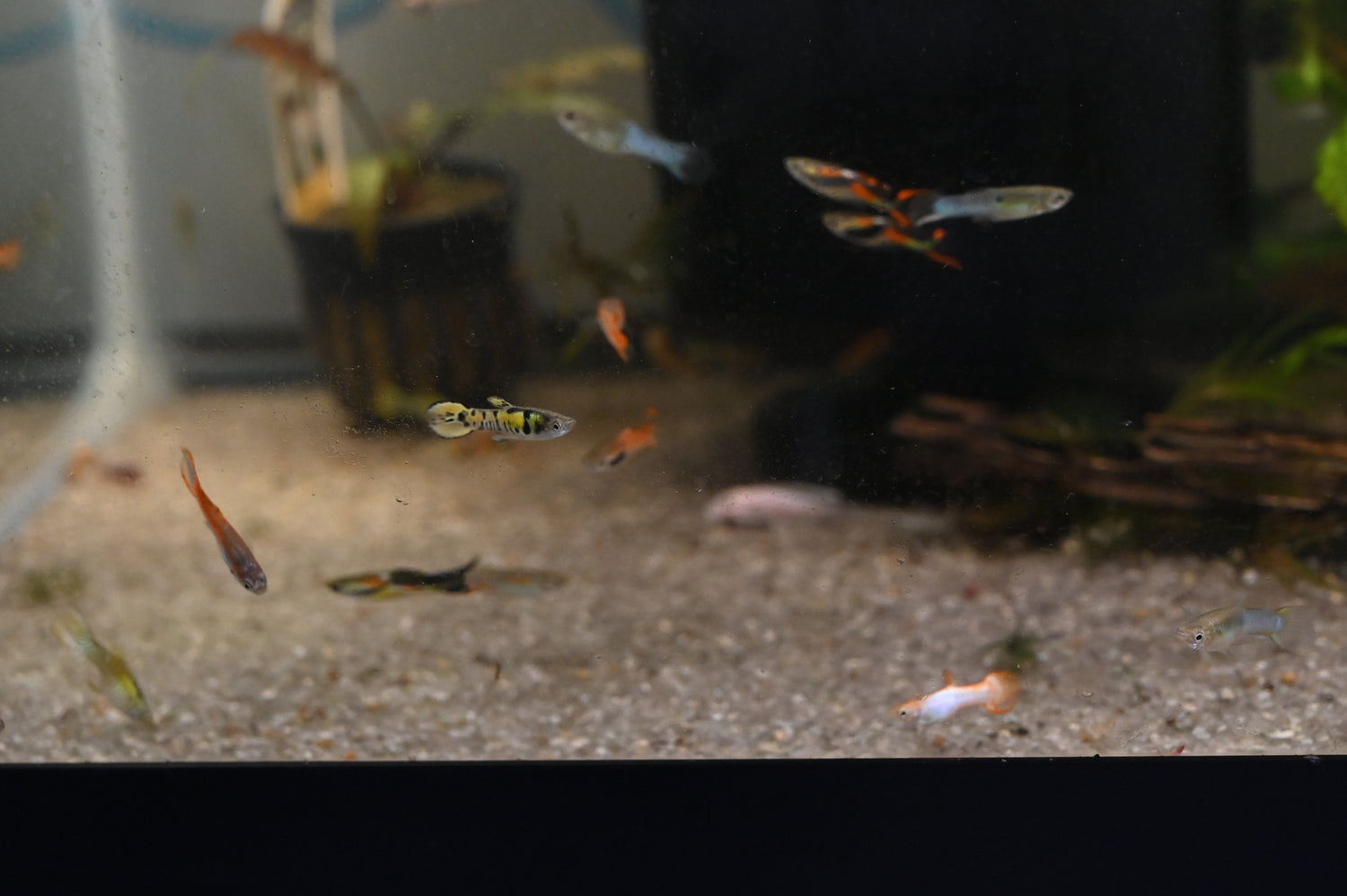 Assorted Male Endlers (.75-1”)