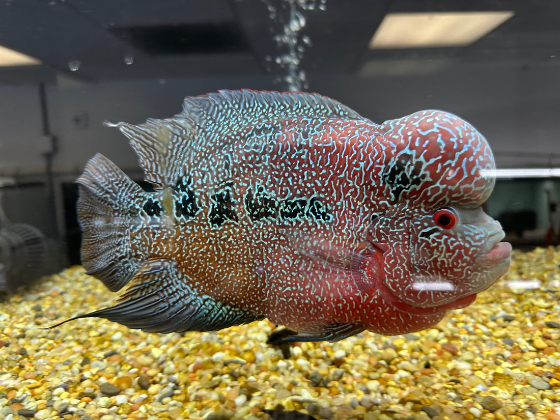 XL Red Dragon Flowerhorn (8-9”)