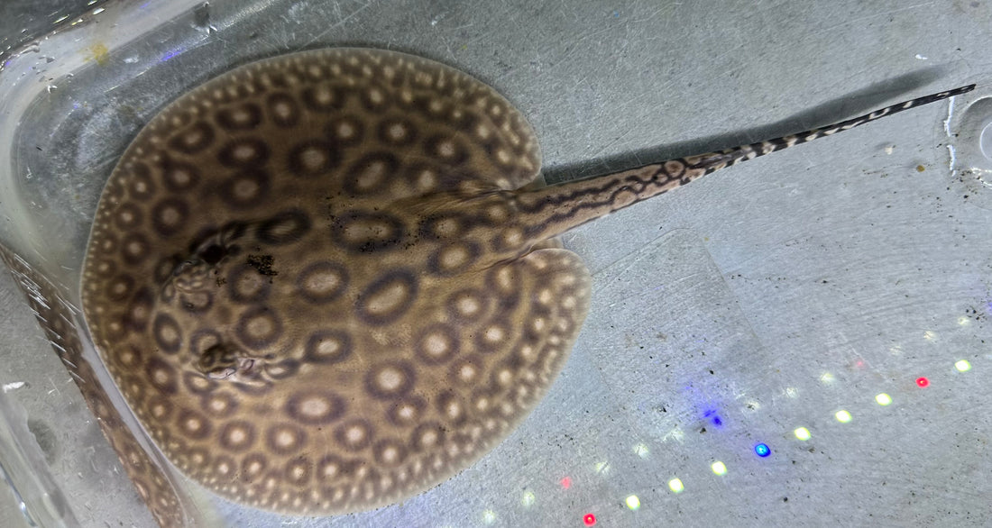 Pearl Stingray (Female 5.5”)