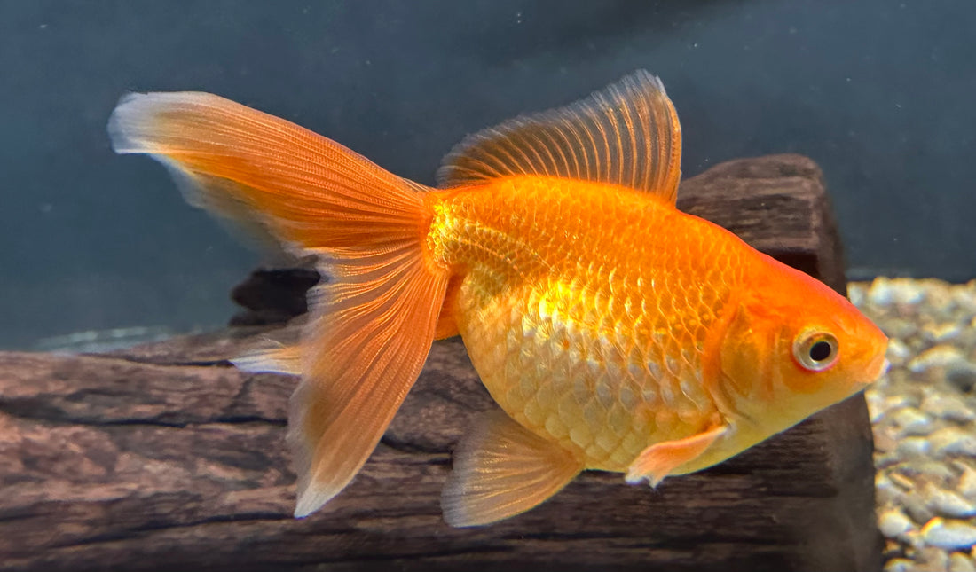 Ryukin Goldfish (5”)