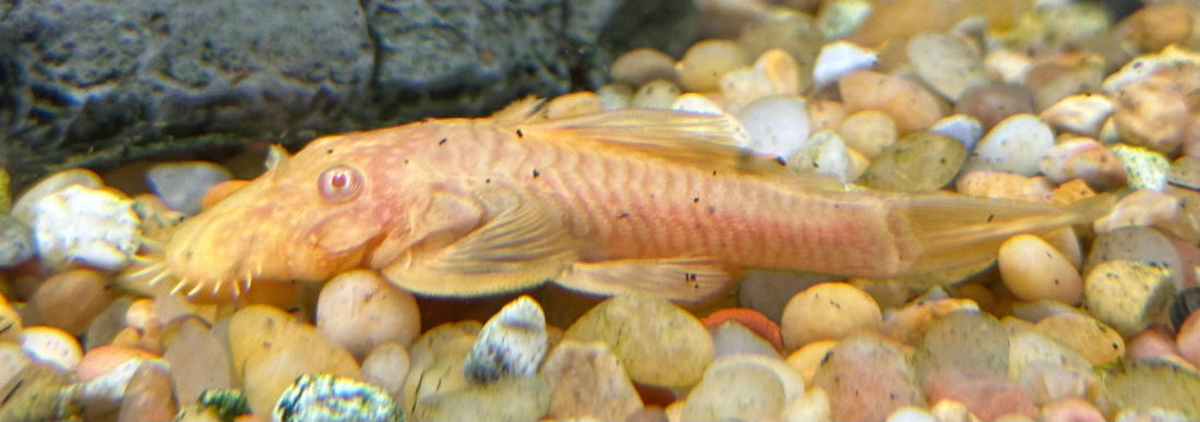 Male Albino Bushynose Pleco (2.5-2.75”)