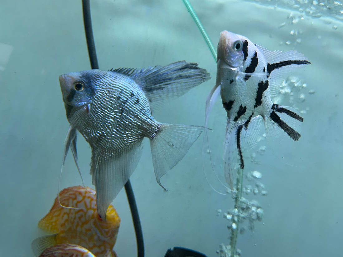 Angel Fish Breeding Pair (3.5-5”)